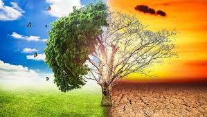 effect on trees